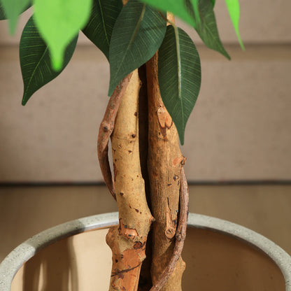 Artificial Silk Ficus Trees with Natural Curved Trunks