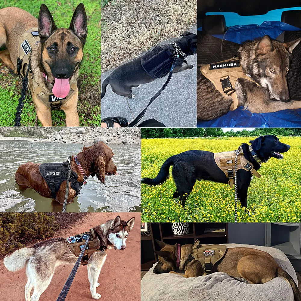 Various Size Dog Harness and Leash Set, Training Walking Vest