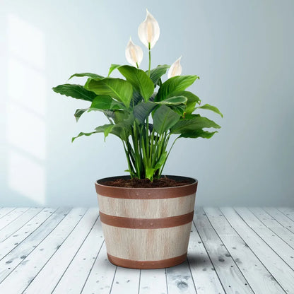 Large Outdoor Whiskey Barrel Planter, Light Brown